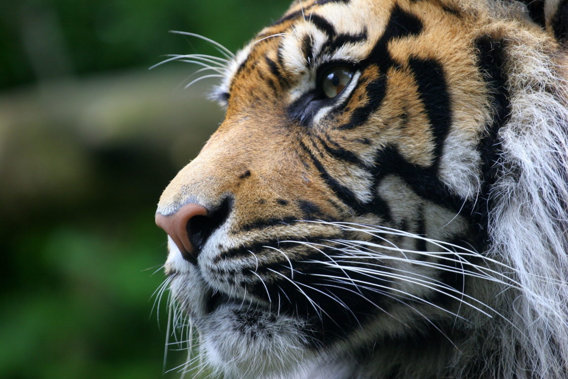 Contemplative-tiger-scaled.jpg