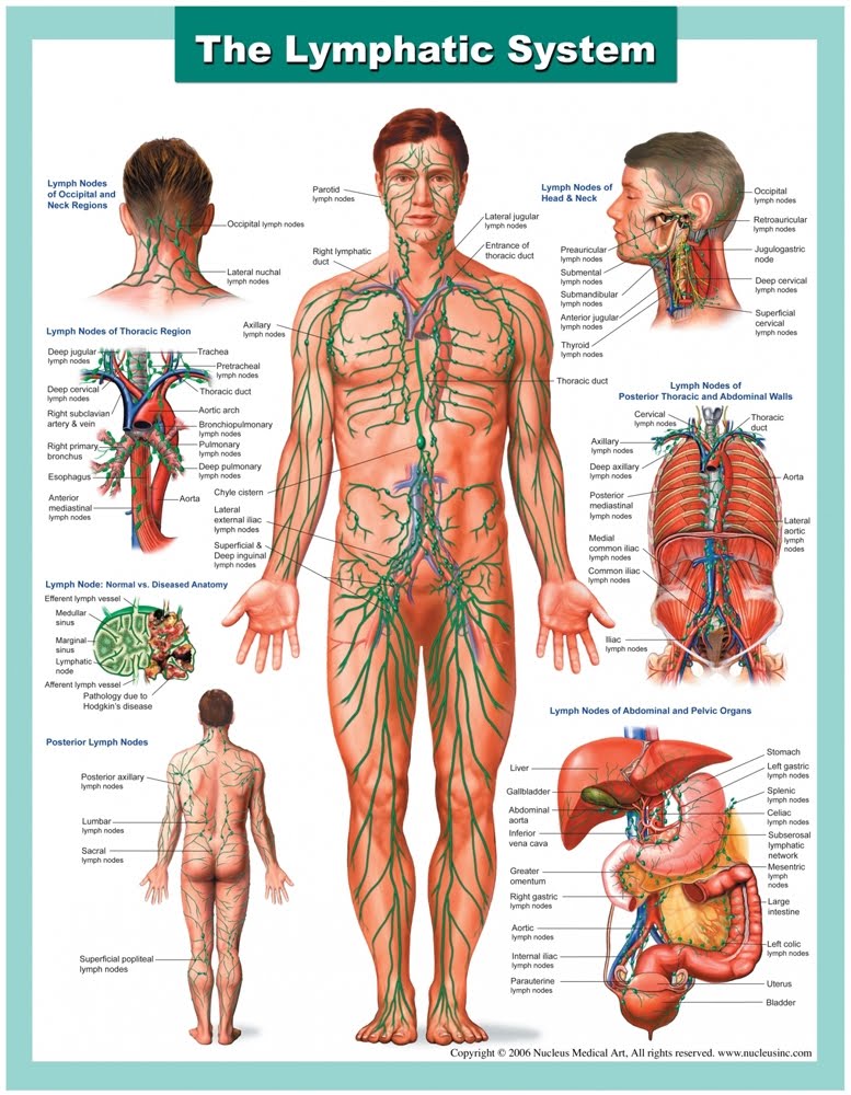 LymphSystem.jpg