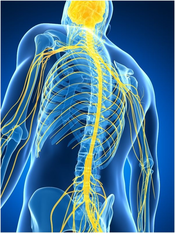 transparent body highlighting nervous system - School of Inner Health