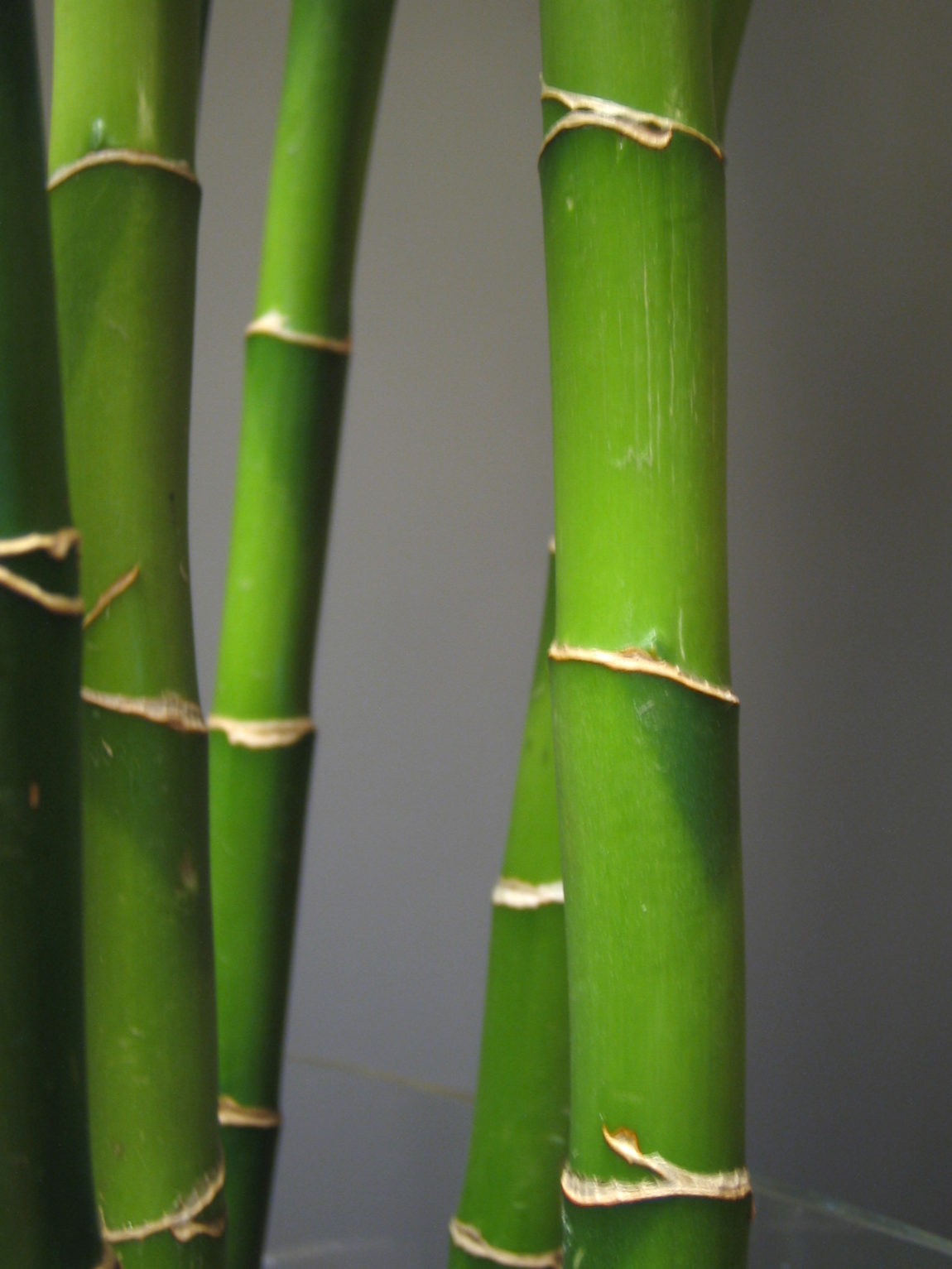 Bamboo-shoots.jpg